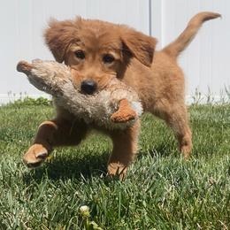 Golden Retriever Puppies from Pitchpine Retrievers