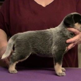 Australian Cattle Dog Puppies from Lakota Australian Cattle Dogs