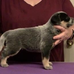 Australian Cattle Dog Puppies from Lakota Australian Cattle Dogs