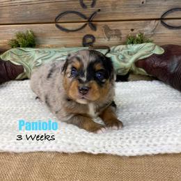 Paniolo - Blue merle female Miniature Australian Shepherd puppy in El Dorado Springs, Missouri from OR Aussies