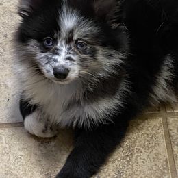 Pomsky Puppies from Perfect Pomskies