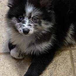 Pomsky Puppies from Perfect Pomskies