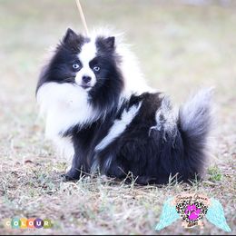 Malibu - Pomeranian