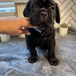 Cane Corso Puppies from Bellissima Cala Cane Corso