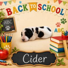 Cider - Black and white male Bernedoodle puppy in Julian, Pennsylvania from Happy Valley Doodles