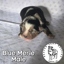 Ute - Blue merle male Miniature Australian Shepherd puppy in Jaroso, Colorado from Heaven Sent Aussies