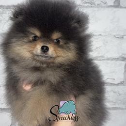 Bluey - Blue and tan female Pomeranian puppy in Perry County, Ohio from Speechless Pom’s
