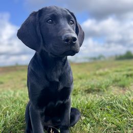 Labrador Retriever Puppies from Muletown Labradors