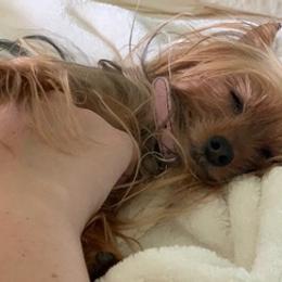 Biewer Terriers and Yorkshire Terriers from Norwegian Wood Farm