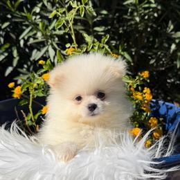 Dembele - White male Pomeranian puppy in Los Angeles, Santa Clarita, California from LT_Poms