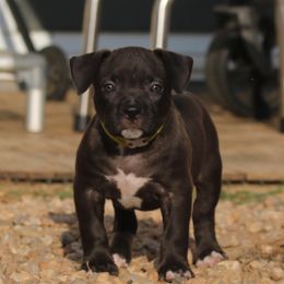 YELLOW - Black female American Bully puppy in Union County, North Carolina from XLRG BULLIES