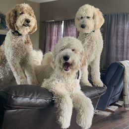 Goldendoodle All Grown Up from Faithfully Yours Doodles
