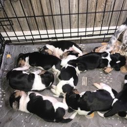 Beagle Puppies from C.R.P. Kennels
