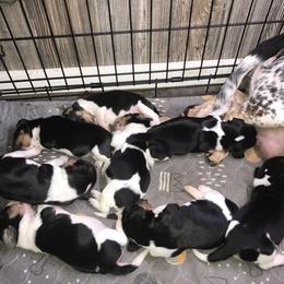 Beagle Puppies from C.R.P. Kennels