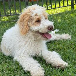 Sleepy - Parti male Goldendoodle puppy in Stockton, California from Port City Doodles