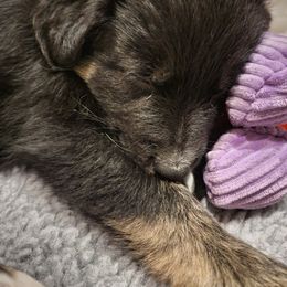 Australian Shepherd Puppies from Summit Australian Shepherds