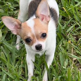 Raya - Sable spotted white female Chihuahua puppy in Haines City, Florida from Camic Cockapoos