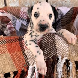 Bonfire - White and black male Dalmatian puppy in Melrose, New Mexico from ECMO Farm Dalmatians & Labrador Retrievers