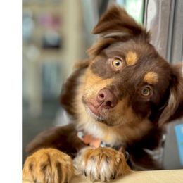 Juno - female Australian Shepherd puppy in Mid West, Illinois from Water's Edge Aussies