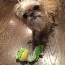 Bernese Mountain Dog and Brussels Griffon Puppies from Brooks Berner Bears