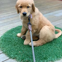 Golden Retriever Puppies from Home Sweet Goldens