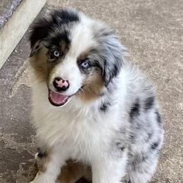 Orbit - Blue merle male Miniature American Shepherd puppy in Cocoa, Florida from Cosmic Tides Miniature American Shepherds
