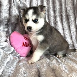 Pomsky Puppies from Oxsana Perfect Pomsky- 5 puppies available