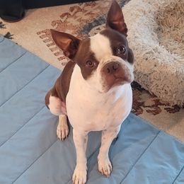 Dooby - Boston Terrier