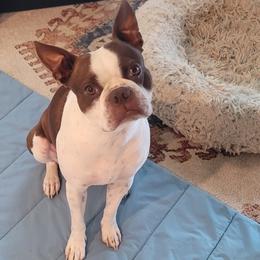 Dooby - Boston Terrier