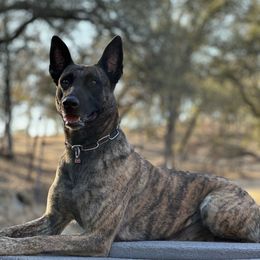 Layla - Dutch Shepherd