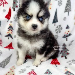 Bucklin - Black and white male Pomsky puppy in Sheffield, Iowa from Clover Ridge Pomskies