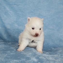 Sugar - White male Pomsky puppy in Stockton, Utah from Mischa Nelson