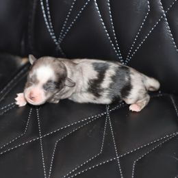 Blue-Eyed Blue Merle Male 1 - Blue merle male Toy Australian Shepherd puppy in Leighton, Alabama from Isbell Land & Livestock, LLC