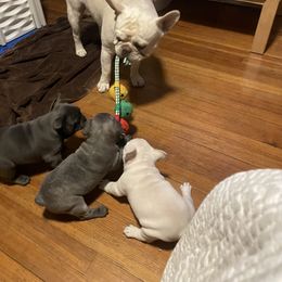 French Bulldog Puppies from 1011 French Bulldogs