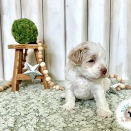 Miniature Schnauzer Puppies from Dixie Pearl Schnauzers