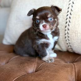 Scout - 4550 - Chocolate and tan male Chihuahua puppy in Beaumont, Texas from Down south pups