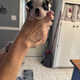 Tina - Black and white female Boston Terrier puppy in Owensboro, Kentucky from Alanna Boswell