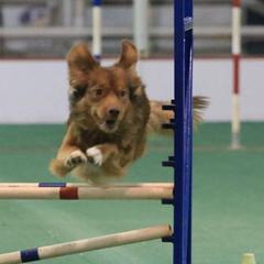 Nova Scotia Duck Tolling Retrievers from Duck Rivah Tollers