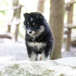 Pomsky Puppies from New World Pomskies