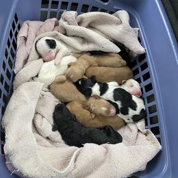 Goldendoodle Puppies from Goldendoodles on the Hill