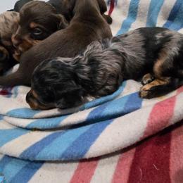 Dapple female long hair - Dapple female Dachshund puppy in Fulton, Missouri from New Hope Dachshund Puppies