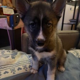Vader - Black and white male Siberian Husky puppy in Sudbury, Massachusetts from Toe Bean Huskies