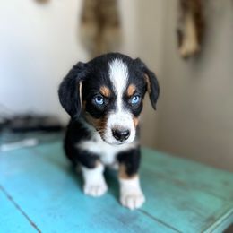 Telly - male American Corgi puppy in Bayard, Nebraska from Puppies by Alies