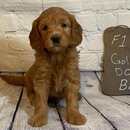 Goldendoodle and Poodle Puppies from Partridge Doodles and Poodles