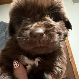 Captain - Brown male Newfoundland puppy in Saukville, Wisconsin from Crossroads Canines ~ Newfoundland Dogs