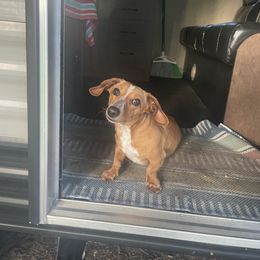 Thor - Dachshund