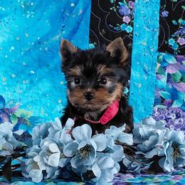 Riley - Blue and gold male Yorkshire Terrier puppy in Pinellas Park, Florida from Silversands Yorkshire Terriers