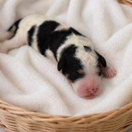 Myers - Tri-color male Bernedoodle puppy in High Point, North Carolina from Kingsfield Doodles
