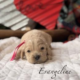 Evangeline - Buff female Cockapoo puppy in Alexandria, Alabama from Bright and Beautiful Cockapoos and Doodles