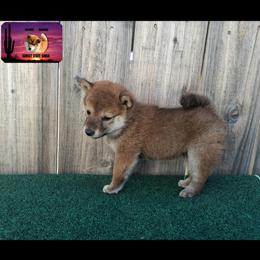 Shiba Inu Puppies from Sunset State Shiba